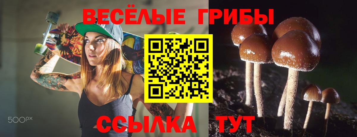 Псилоцибиновые грибы Psilocybine cubensis Бор