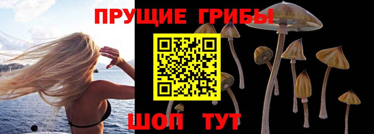 Псилоцибиновые грибы GOLDEN TEACHER  Бор  Псилоцибиновые грибы GOLDEN TEACHER 